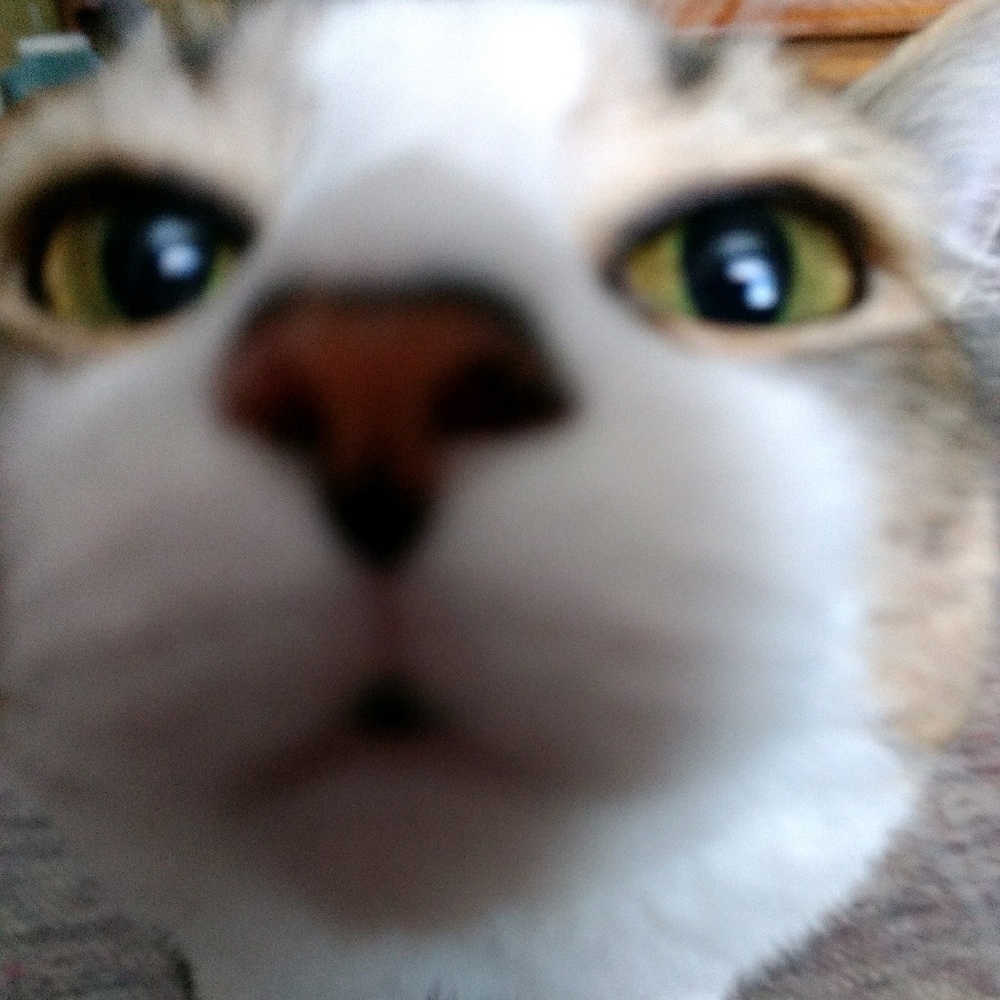Meet your Posher, Renee
